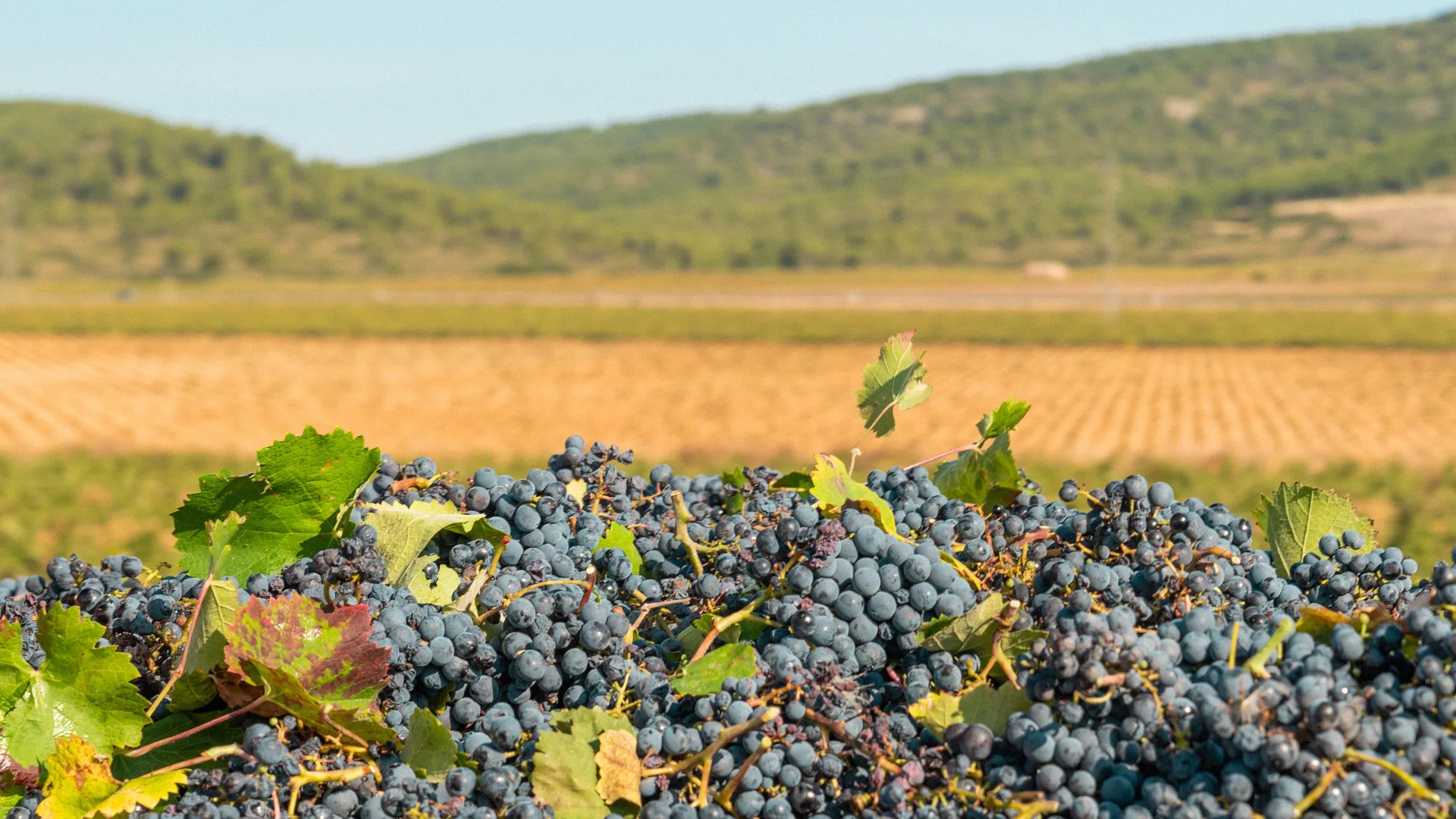 05.09 | A Journey Through the Flavors of the French Wine World