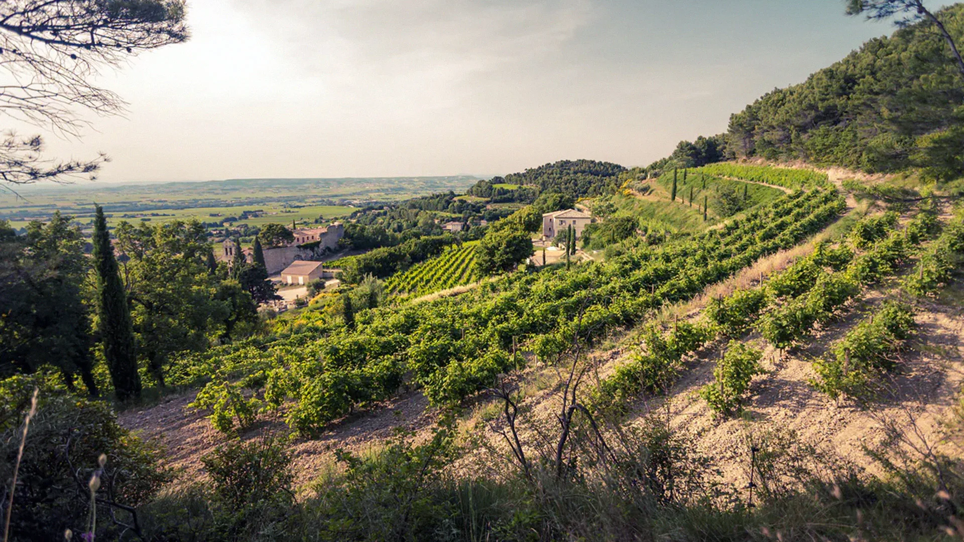 08.15 | Undiscovered France! Rare and Lesser-Known Wines