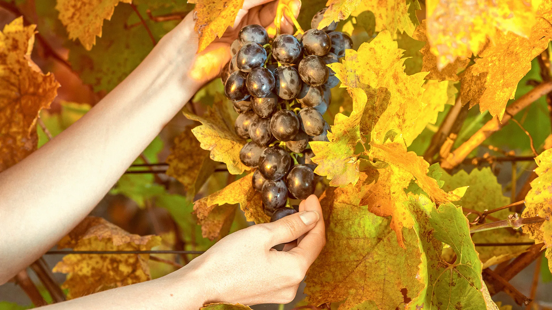 09.19 | Harvest. Time to taste everything!